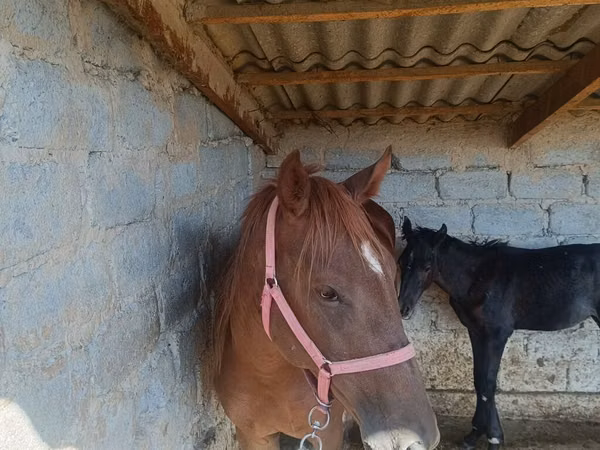 فرس, الخيول — قيرغيزستان