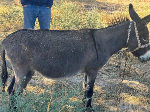 Stute, Pferde — Usbekistan