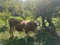 गाय, Simmental cattle — फ़ोटो 3