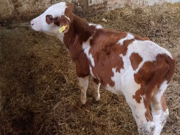 Buqa, Simmental cattle