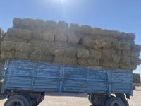 Клевер 3 укос 250 сом — сүрөт 3