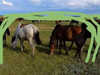 Stute, Horse breed — Foto 2