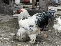 Brahma — Foto 2