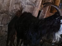 Ziege, Kamori goats — Foto 3