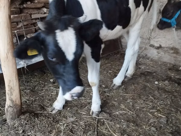 母牛, Holstein breed — 吉尔吉斯斯坦