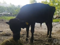Toro, Ganado vacuno — foto 2