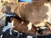 Sigir, Latvian Blue cattle — 1-rasm