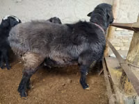 Widder, Hissar sheep — Foto 3
