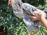 Chickens — Foto 3