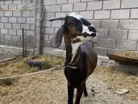 عنزة, Nubian Goat — الصورة 2