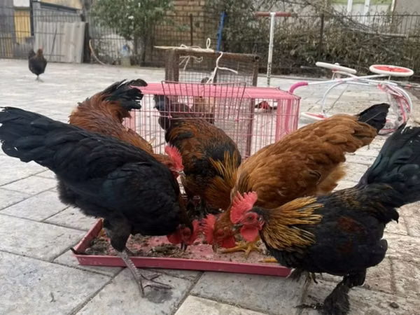 Chickens — Kirgisistan