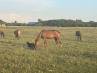 Stute, Horse breed — Foto 1
