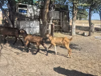 Cabra, Nubian Goat — foto 3