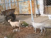 Ziege, Saanen goat — Foto 3