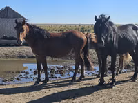 حصان, Kazakh horse — الصورة 4