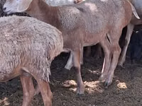 भेड़, भेड़ — फ़ोटो 1