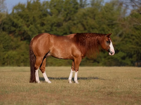Aygʻir, Quarter Horse
