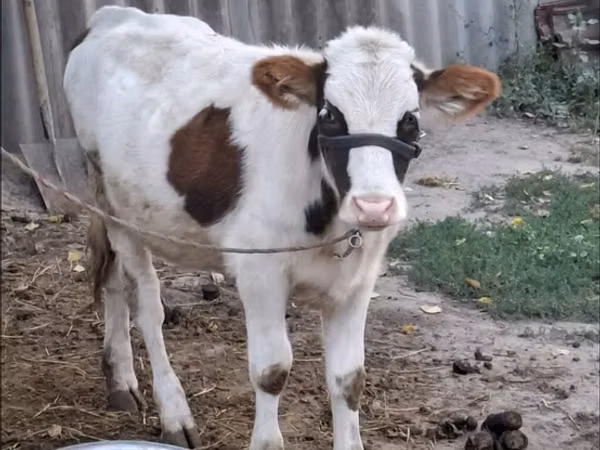 गाय, भूरा लातवियाई