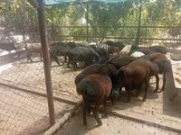 كبش, الأغنام — الصورة 1