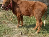 Toro, Ganado vacuno — foto 1