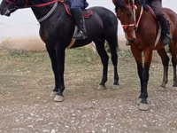 Hengst, Karabakh horse — Foto 2