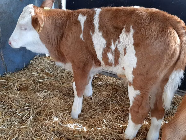 Rinder (Partie, Geschlecht nicht angegeben), Simmental cattle