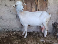 Ziege, Saanen goat — Foto 8