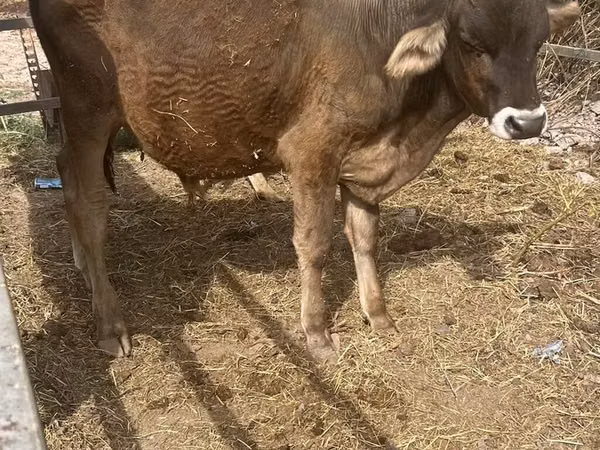 公牛, Cattle — 吉尔吉斯斯坦