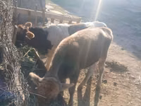 بقرة, Russian Black pied cattle — الصورة 5