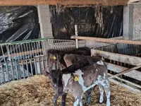 Toro, Vaca Limousin — foto 5