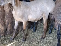 Widder, Hissar sheep — Foto 1