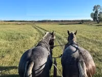 Hengst, Percheron — Foto 5