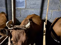 गाय, मवेशी — फ़ोटो 7