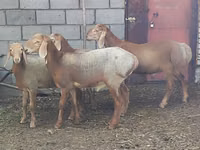 Oveja, Arashan sheep — foto 2