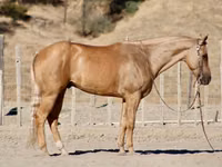 Hengst, Quarter Horse — Foto 2