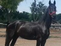 Yegua, Friesian — foto 4