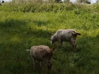 عنزة, Saanen goat — الصورة 5