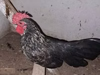 Chickens — الصورة 3