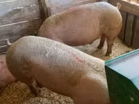 Eber, Schweine — Foto 2
