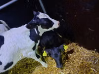Bulle, Limousin-Kuh — Foto 1