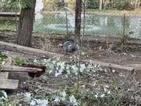 Guinea fowl — Foto 2