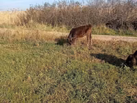 Уй, Алатоонун тукуму — сүрөт 5