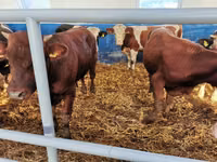 Qoramol (partiya, jinsi ko‘rsatilmagan), Simmental cattle — 5-rasm