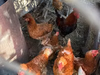 Chickens — Foto 1