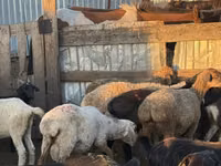 Widder, Schafe — Foto 5