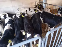 Buqa, Simmental cattle — 2-rasm