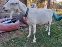 Ziege, Saanen goat — Foto 8