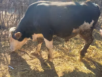 公牛, Kazakh White-headed cow — 照片 2
