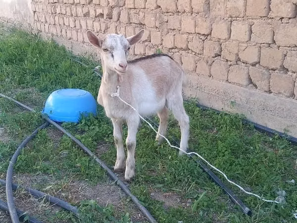 تيس, Alpine goat — كازاخستان