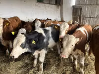 Kuh, Simmental cattle — Foto 4